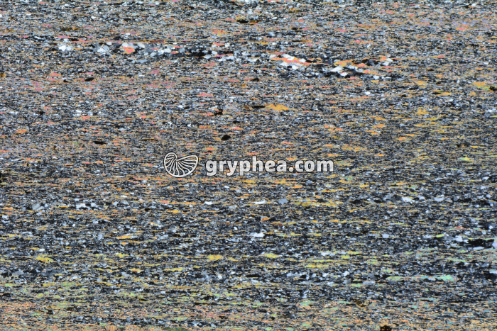 Schiste à biotite (Bas Limousin) LPA x3,5 - gryphea.org